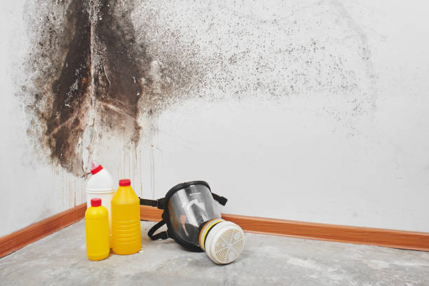 Professional Mold Remediation in Roseland, NJ