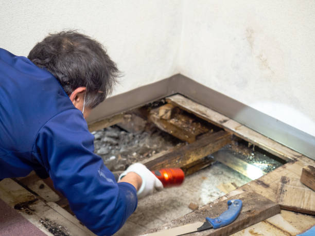 Best Attic Mold Remediation in Roseland, NJ