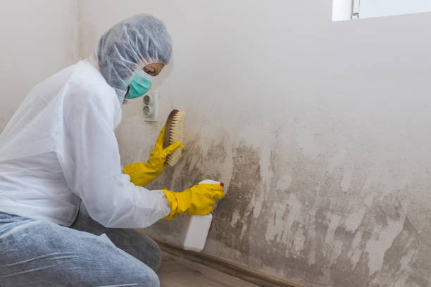 Best HVAC Mold Remediation in Roseland, NJ