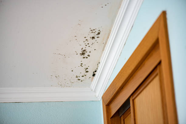 Best Post-Flood Mold Remediation in Roseland, NJ