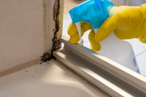 Best Residential Mold Remediation in Roseland, NJ