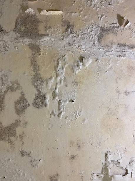 Best HVAC Mold Remediation in Roseland, NJ